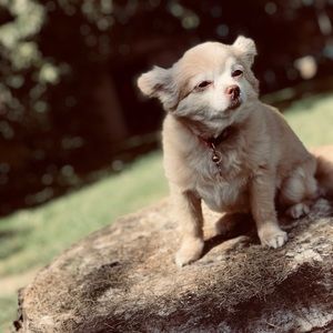 Meet your Posher, Angel